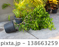 Fallen potted plant lies on concrete surface from strong wind 138663259