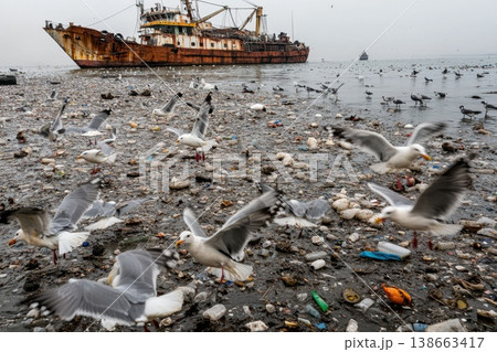 Seagulls Fighting Over Food Scraps Amidst Marine Debris 138663417