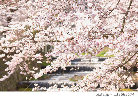 咲き誇る桜 咲き誇る桜 138663574