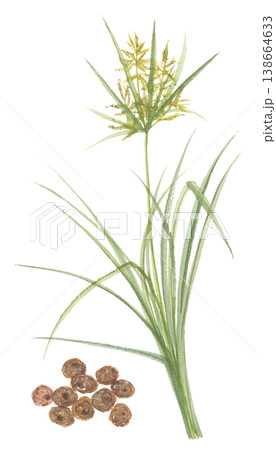 水彩で描いたカヤツリ草　タイガーナッツ　薄皮付き 138664633