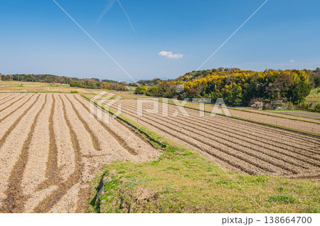 滋賀県大津市仰木の棚田風景 138664700