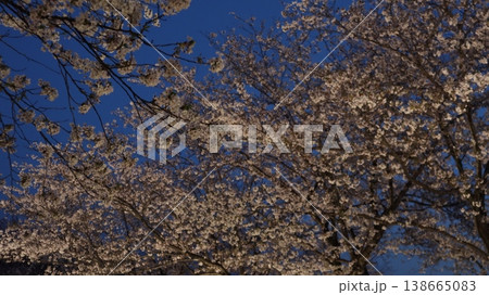 夜空に映える桜 138665083