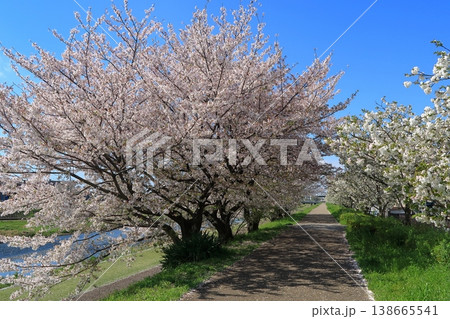 京都 鴨川 桜 さくら 満開 花 伏見 勧進橋 築堤 青空 春 岸 京都 鴨川 桜 さくら 満開 花 伏見 勧進橋 築堤 青空 春 岸 138665541
