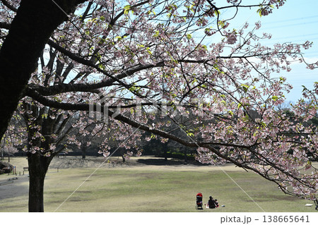 王禅寺ふるさと公園の玉縄桜 王禅寺ふるさと公園の玉縄桜 138665641