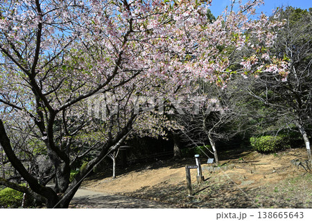 王禅寺ふるさと公園の玉縄桜 王禅寺ふるさと公園の玉縄桜 138665643