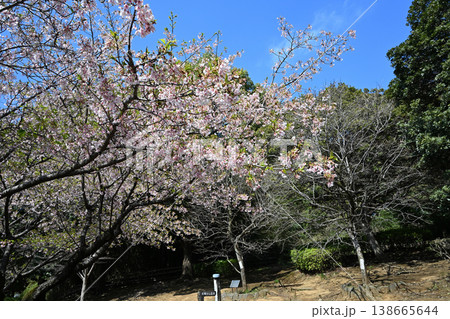 王禅寺ふるさと公園の玉縄桜 王禅寺ふるさと公園の玉縄桜 138665644