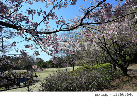 王禅寺ふるさと公園の玉縄桜 王禅寺ふるさと公園の玉縄桜 138665646