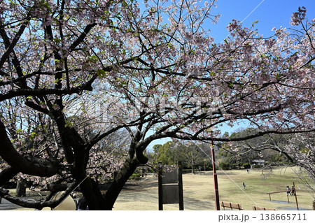 王禅寺ふるさと公園の玉縄桜 138665711
