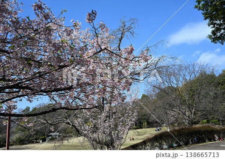 王禅寺ふるさと公園の玉縄桜 138665713