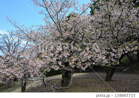 王禅寺ふるさと公園の玉縄桜 王禅寺ふるさと公園の玉縄桜 138665715
