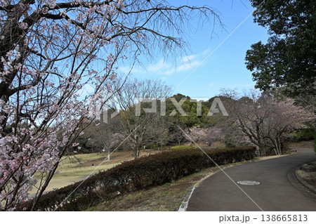 王禅寺ふるさと公園の玉縄桜 138665813
