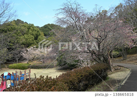 王禅寺ふるさと公園の玉縄桜 138665818