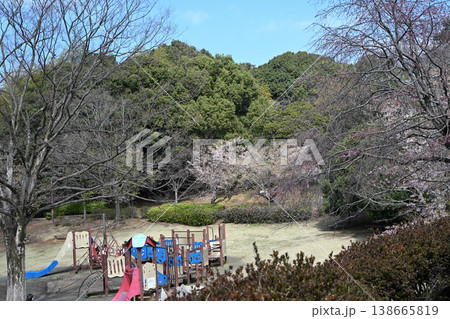 王禅寺ふるさと公園の玉縄桜 138665819