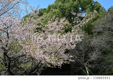 王禅寺ふるさと公園の玉縄桜 王禅寺ふるさと公園の玉縄桜 138665931