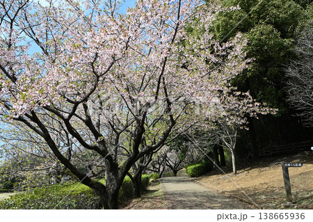 王禅寺ふるさと公園の玉縄桜 王禅寺ふるさと公園の玉縄桜 138665936