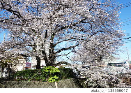 東京都国分寺市の野川の桜2026（一里塚橋～不動橋） 138666047
