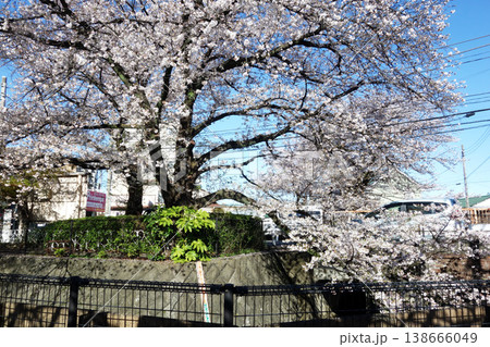 東京都国分寺市の野川の桜2026（一里塚橋～不動橋） 138666049