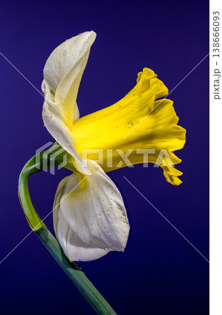 Vibrant Yellow Narcissus Flower With Water Drops On Blue Background Vibrant Yellow Narcissus Flower With Water Drops On Blue Background 138666093