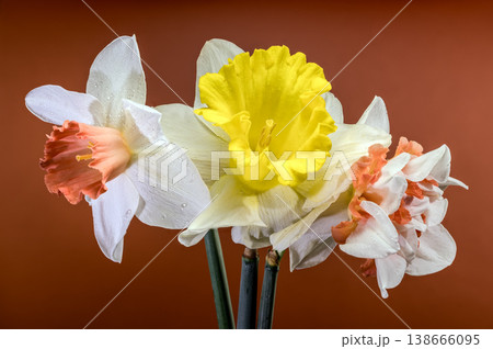Beautiful Bouquet Of Different Narcissus Flowers On Brown Background Beautiful Bouquet Of Different Narcissus Flowers On Brown Background 138666095