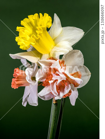 Bouquet Of Different Narcissus Flowers On Dark Green Background Bouquet Of Different Narcissus Flowers On Dark Green Background 138666097