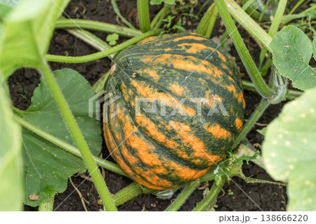 Green tomatoes ripening on plants inside greenhouse. Cultivating fresh organic vegetables for healthy eating, sustainable agriculture. Natural farming 138666220