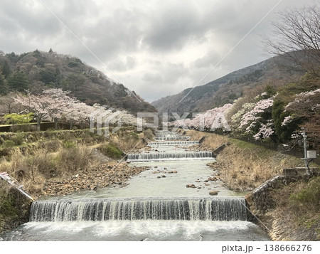 神奈川県箱根 宮城野早川堤の桜 大文字橋からの風景 138666276