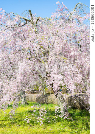 羊山公園の桜 羊山公園の桜 138666301