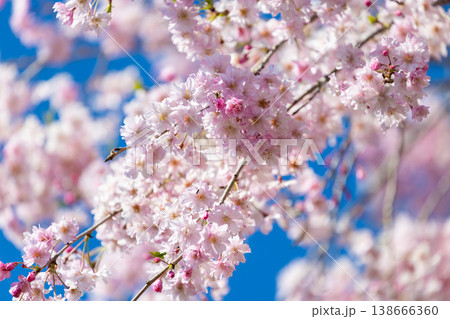 羊山公園の桜 羊山公園の桜 138666360