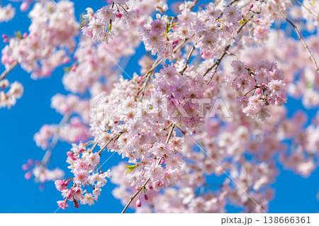 羊山公園の桜 羊山公園の桜 138666361