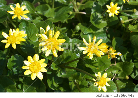 ヒメリュウキンカ 138666448