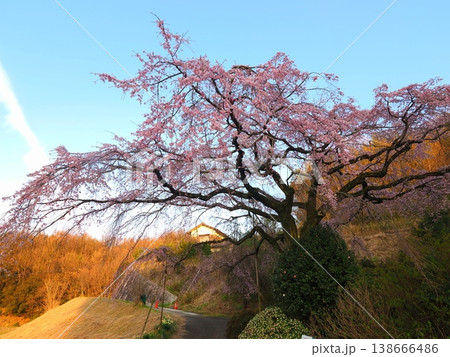 夕方の堀池のしだれ桜 香川県綾歌郡綾川町 6 夕方の堀池のしだれ桜 香川県綾歌郡綾川町 6 138666486