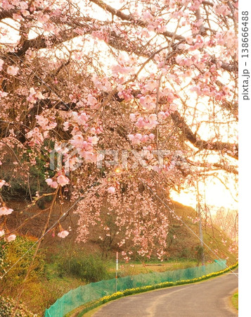 夕方の堀池のしだれ桜 香川県綾歌郡綾川町 3 夕方の堀池のしだれ桜 香川県綾歌郡綾川町 3 138666488
