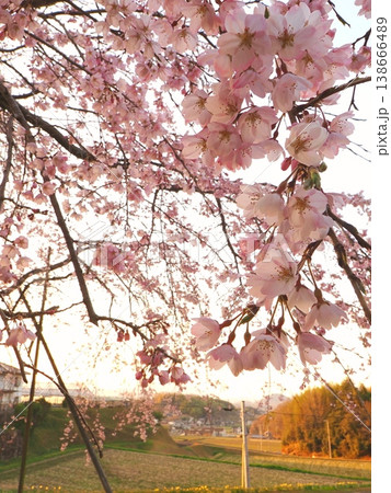 夕方の堀池のしだれ桜 香川県綾歌郡綾川町 夕方の堀池のしだれ桜 香川県綾歌郡綾川町 138666489