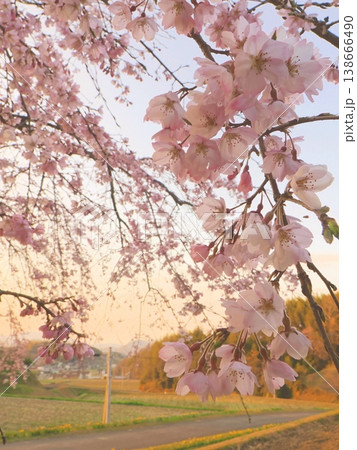 夕方の堀池のしだれ桜 香川県綾歌郡綾川町 2 夕方の堀池のしだれ桜 香川県綾歌郡綾川町 2 138666490