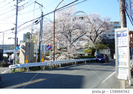 東京都国分寺市の野川の桜2026（一里塚橋～不動橋） 138666562
