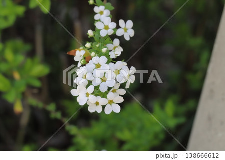 春の庭に咲く白い小さなユキヤナギの花 138666612