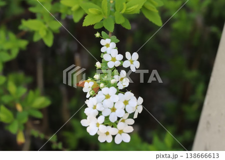 春の庭に咲く白い小さなユキヤナギの花 春の庭に咲く白い小さなユキヤナギの花 138666613
