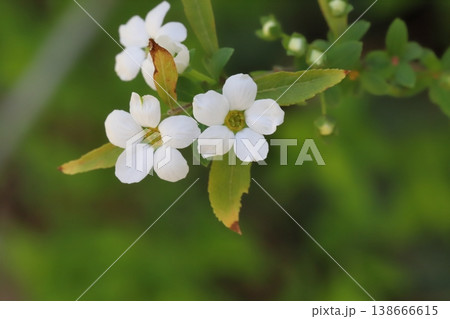 春の庭に咲く白い小さなユキヤナギの花 春の庭に咲く白い小さなユキヤナギの花 138666615