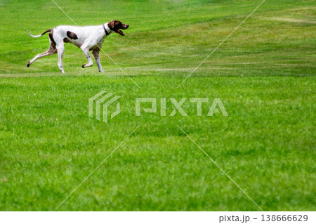 芝生の上を走る犬と広がる緑の風景(コピースペースあり) 芝生の上を走る犬と広がる緑の風景(コピースペースあり) 138666629