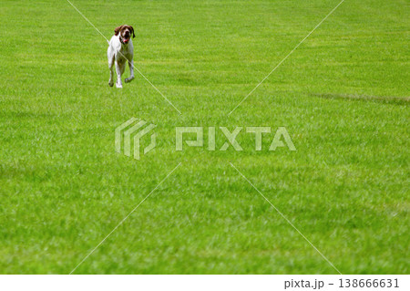芝生の上を走る犬と広がる緑の風景(横構図) 芝生の上を走る犬と広がる緑の風景(横構図) 138666631