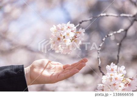 桜を背景に手をかざす 桜を背景に手をかざす 138666656