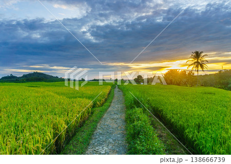 Beautiful morning view in Indonesia, panoramic landscape of rice fields with mountain ranges and clear sky 138666739