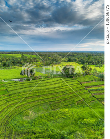 Beautiful morning view in Indonesia, panoramic landscape of rice fields with mountain ranges and clear sky 138666775