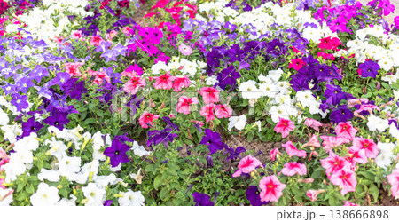 Colorful petunia flowers blooming in garden landscape during spring Colorful petunia flowers blooming in garden landscape during spring 138666898
