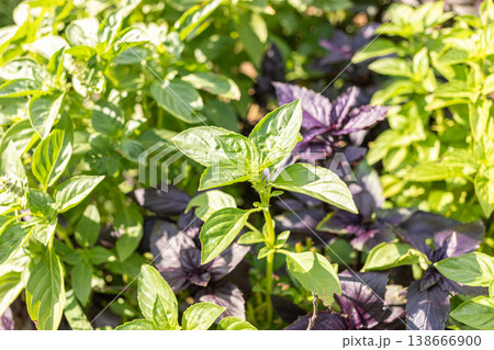Fresh green and purple basil plants growing in a garden bed Selective focus Fresh green and purple basil plants growing in a garden bed Selective focus 138666900