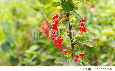 Twig of red currant berries growing on bush in lush green garden setting Twig of red currant berries growing on bush in lush green garden setting 138666909