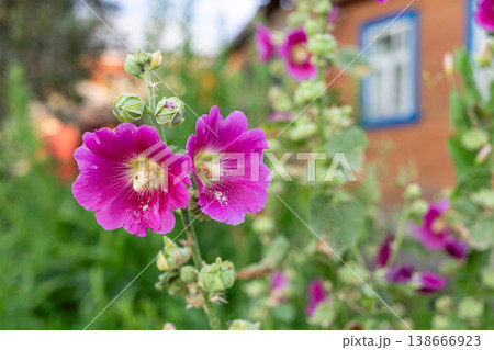 Pink hollyhock flowers blooming in garden with wooden house background Pink hollyhock flowers blooming in garden with wooden house background 138666923