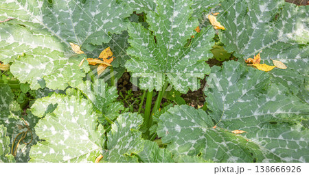 Green zucchini leaves with yellow spots and sunlight in garden setting Green zucchini leaves with yellow spots and sunlight in garden setting 138666926