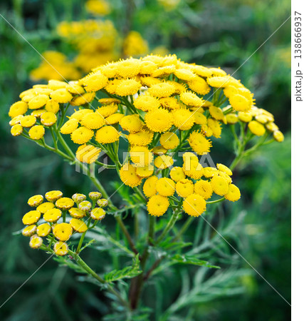 Close up bright yellow tansy flowers blooming in a lush green garden setting Close up bright yellow tansy flowers blooming in a lush green garden setting 138666937