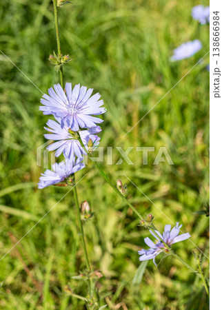 Twig of wild chicory blooming in green grass field during sunny day 138666984